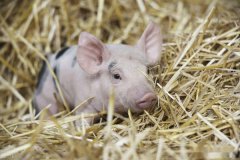 农业农村部：生猪生产形势总体稳中向好
