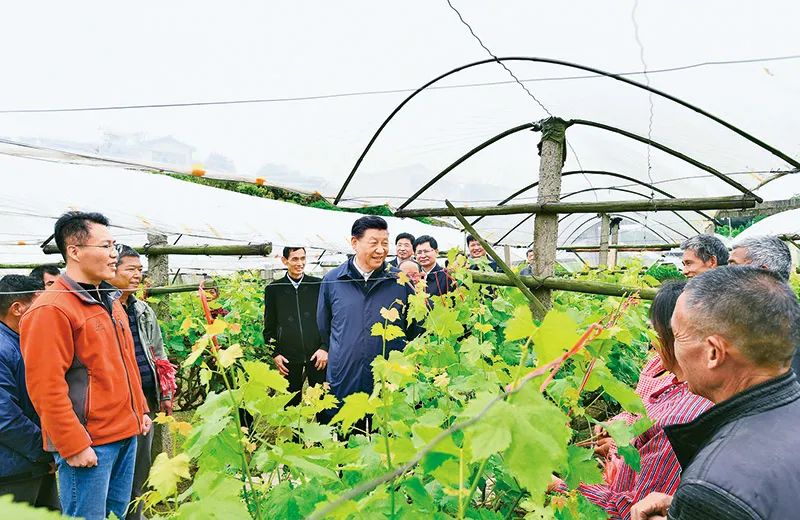 习近平总书记“把脉”乡村产业